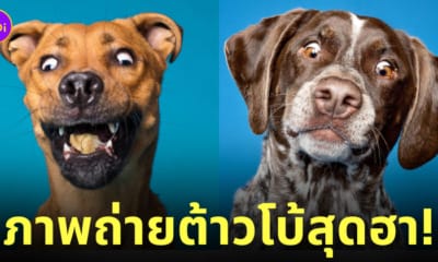 ภาพถ่าย Portrait ระยะใกล้สุดฮา ต้าวโบ้ น้องหมานานาสายพันธุ์ Kevin Sarasom