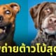 ภาพถ่าย Portrait ระยะใกล้สุดฮา ต้าวโบ้ น้องหมานานาสายพันธุ์ Kevin Sarasom