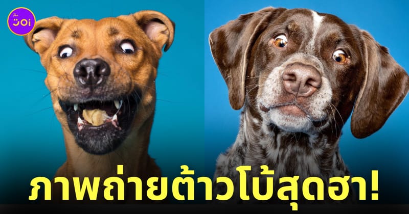 ภาพถ่าย Portrait ระยะใกล้สุดฮา ต้าวโบ้ น้องหมานานาสายพันธุ์ Kevin Sarasom