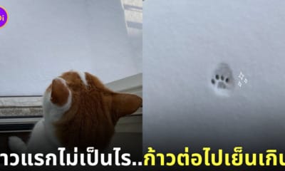 แมวเหยียบพื้นหิมะแค่ 1 ก้าว