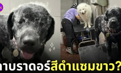 ขนซามอยด์ติดตัวลาบราดอร์สีดำ
