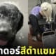 ขนซามอยด์ติดตัวลาบราดอร์สีดำ