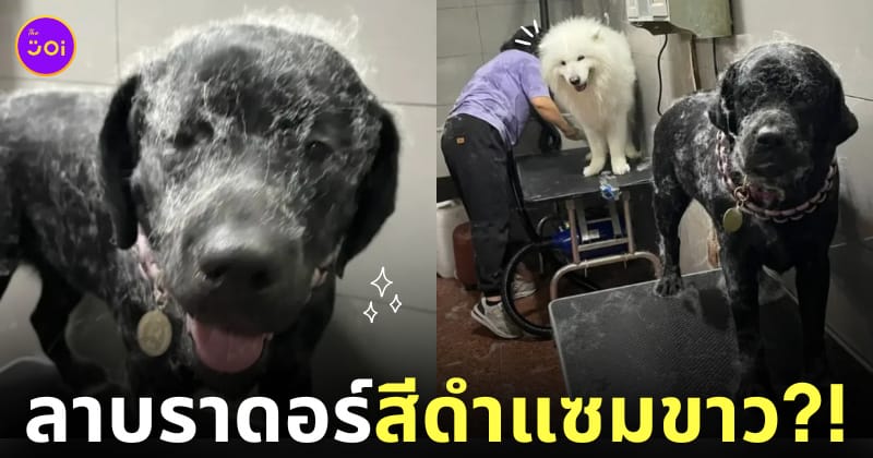 ขนซามอยด์ติดตัวลาบราดอร์สีดำ