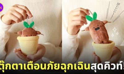 ตุ๊กตาต้นแมนดราโกรา เตือนภัย
