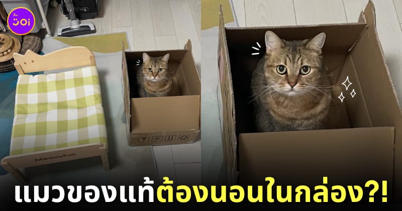แมวชอบอยู่ในกล่องลังมากกว่าเตียงแมว
