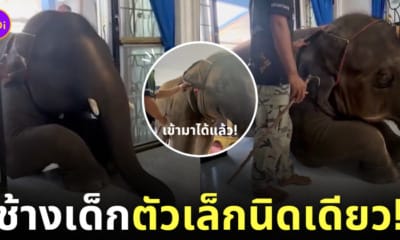 คลิปช้างพลายดาวมงคล มุดเข้าประตูบ้านคน TikTok