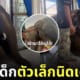 คลิปช้างพลายดาวมงคล มุดเข้าประตูบ้านคน TikTok