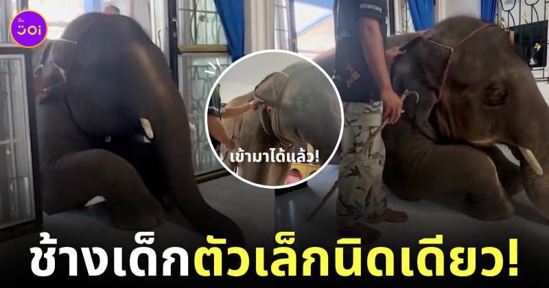 คลิปช้างพลายดาวมงคล มุดเข้าประตูบ้านคน TikTok