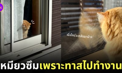 ภาพแมวส้มซึมตอนทาสไปทำงาน