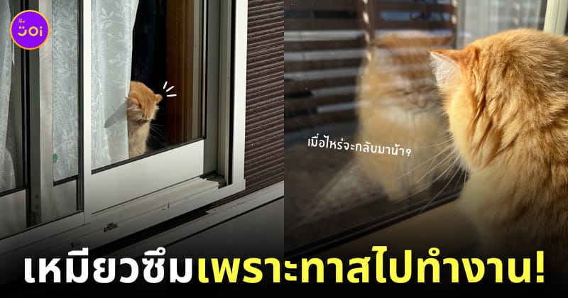 ภาพแมวส้มซึมตอนทาสไปทำงาน