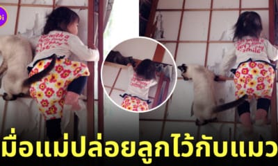 ภาพลูกสาวปีนประตูตามแมว
