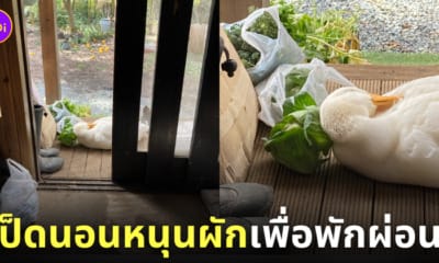 ภาพน้องเป็ดนอนหนุนผักพักผ่อน