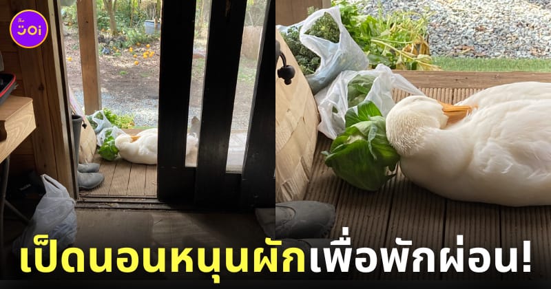 ภาพน้องเป็ดนอนหนุนผักพักผ่อน