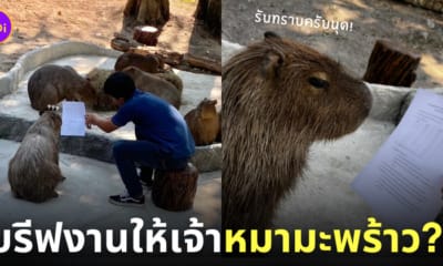 เจ้าหน้าที่สวนสัตว์เปิดเขาเขียว บรีฟงาน หมามะพร้าว คาปิบาร่า