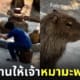 เจ้าหน้าที่สวนสัตว์เปิดเขาเขียว บรีฟงาน หมามะพร้าว คาปิบาร่า