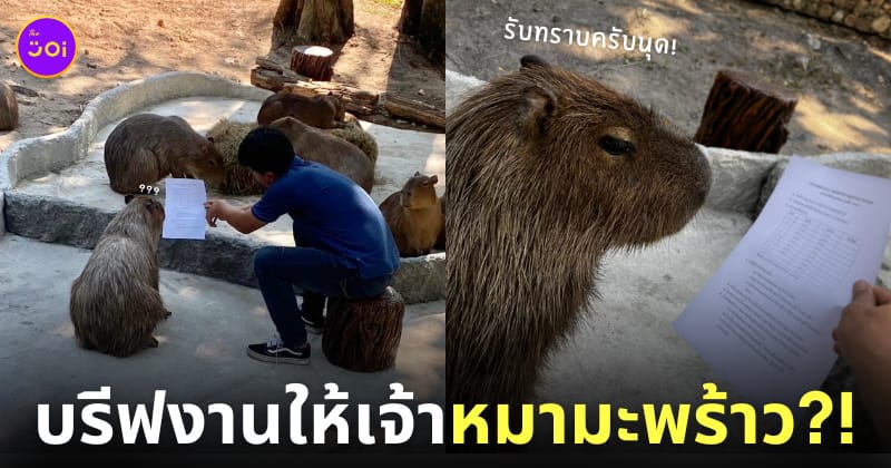 เจ้าหน้าที่สวนสัตว์เปิดเขาเขียว บรีฟงาน หมามะพร้าว คาปิบาร่า