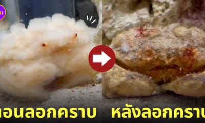 ปูโอทามะโอกิ ลอกคราบ สีขาวนุ่มฟู