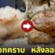 ปูโอทามะโอกิ ลอกคราบ สีขาวนุ่มฟู