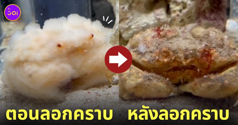 ปูโอทามะโอกิ ลอกคราบ สีขาวนุ่มฟู