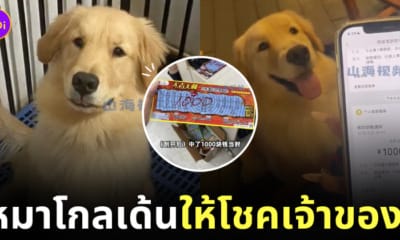 หมาโกลเด้น คาบลอตเตอรี่ ให้โชคเจ้าของ