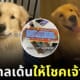 หมาโกลเด้น คาบลอตเตอรี่ ให้โชคเจ้าของ