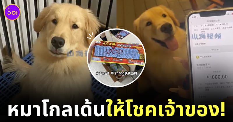 หมาโกลเด้น คาบลอตเตอรี่ ให้โชคเจ้าของ
