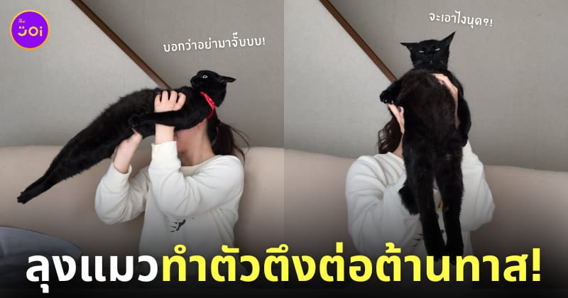 แมวดำทำตัวตึงต่อต้านสกินชิพทาส