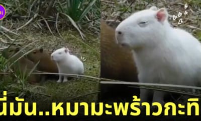 คลิปคาปิบาร่าเผือก คาปิบาร่าสีขาว หมากะทิ