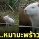 คลิปคาปิบาร่าเผือก คาปิบาร่าสีขาว หมากะทิ