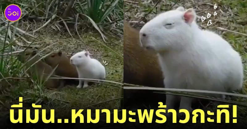 คลิปคาปิบาร่าเผือก คาปิบาร่าสีขาว หมากะทิ