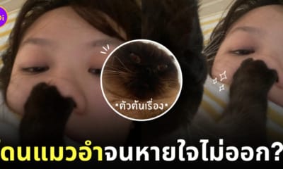 สาวโดนแมวอำจนหายใจไม่ออก