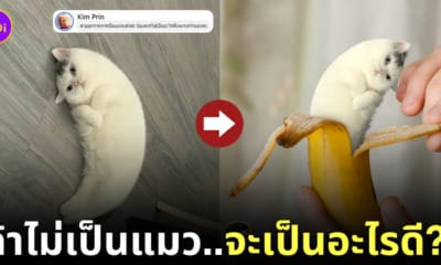 ภาพตัดต่อน้องแมวที่ลาออกจากการเป็นแมว เพจรบกวนตัดต่อภาพนี้ให้หน่อยสิ