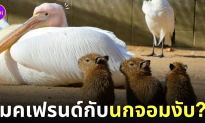 แก๊งลูกหมามะพร้าวผูกมิตรนกกระทุง