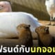 แก๊งลูกหมามะพร้าวผูกมิตรนกกระทุง