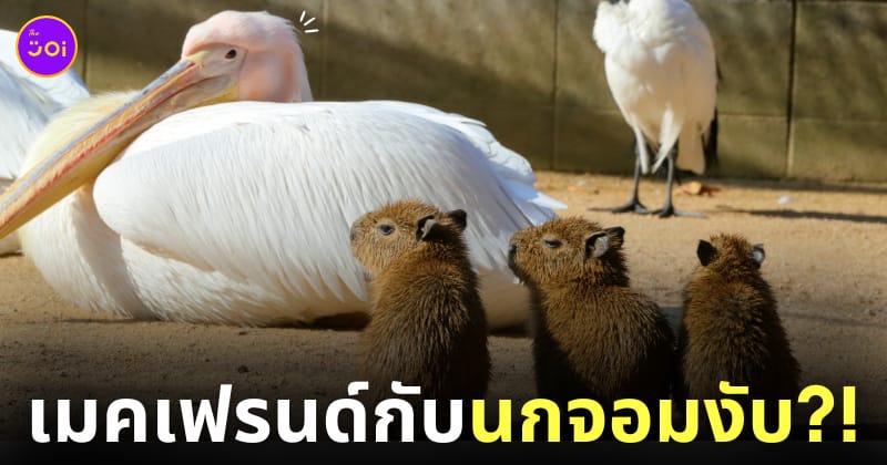 แก๊งลูกหมามะพร้าวผูกมิตรนกกระทุง