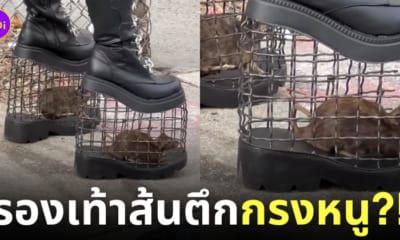 รองเท้าส้นตึกกรงหนู