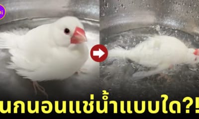 นกกระจอกชวานอนแช่น้ำเหมือนโดนต้มอยู่ในหม้อ