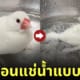 นกกระจอกชวานอนแช่น้ำเหมือนโดนต้มอยู่ในหม้อ