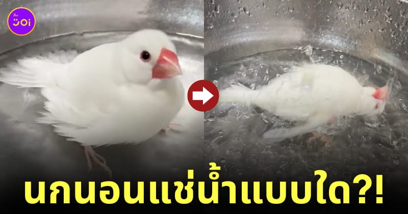 นกกระจอกชวานอนแช่น้ำเหมือนโดนต้มอยู่ในหม้อ