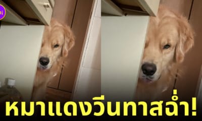 หมาโกลเด้น มองแรง วีนเจ้าของ