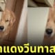 หมาโกลเด้น มองแรง วีนเจ้าของ