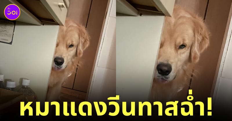 หมาโกลเด้น มองแรง วีนเจ้าของ