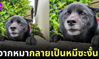 หมานาโอะเหมือนหมีดำ