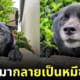 หมานาโอะเหมือนหมีดำ