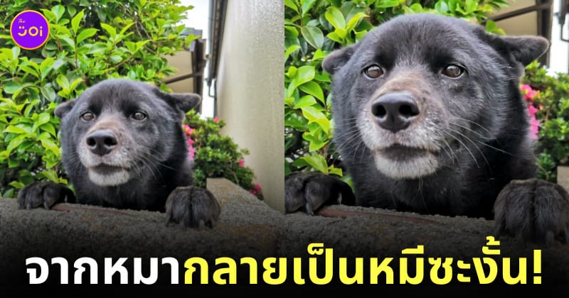 หมานาโอะเหมือนหมีดำ
