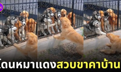 คลิปหมาโกลเด้นงับขาหมาไซ tiktok