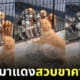 คลิปหมาโกลเด้นงับขาหมาไซ tiktok