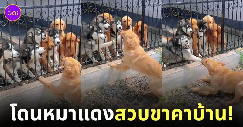 คลิปหมาโกลเด้นงับขาหมาไซ tiktok