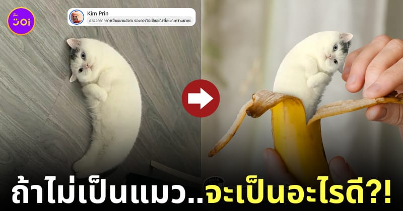 ภาพตัดต่อน้องแมวที่ลาออกจากการเป็นแมว เพจรบกวนตัดต่อภาพนี้ให้หน่อยสิ