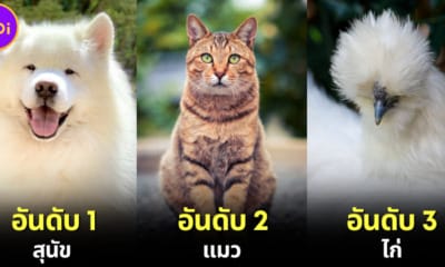 ปก 10 อันดับสัตว์โลกน่ารักที่คนรักมากที่สุดในโลก 2024